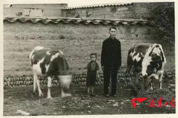 敖西拉与儿子敖国和在牛棚的合照 邵武市政协供图