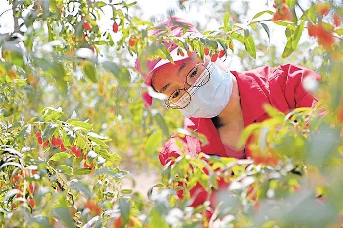 工人在中宁县枸杞标准化种植基地采摘枸杞。