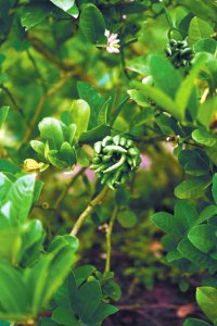 蓬溪县种植的中药材佛手。肖洋 摄