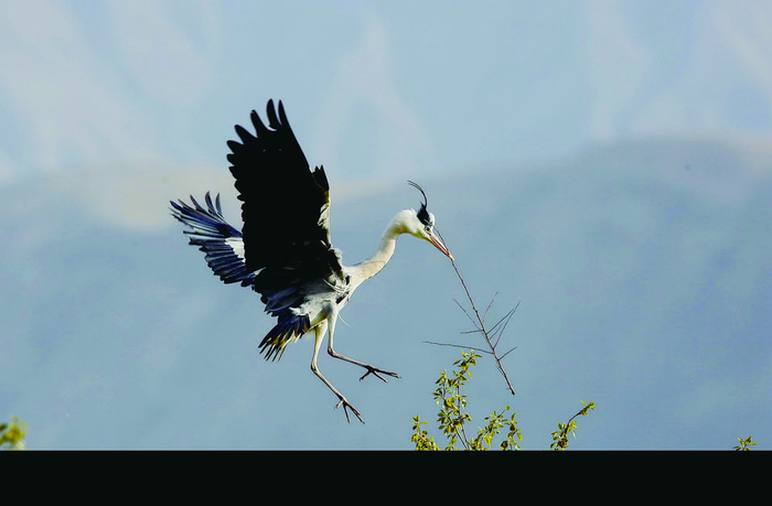 苍鹭。才项南加 摄
