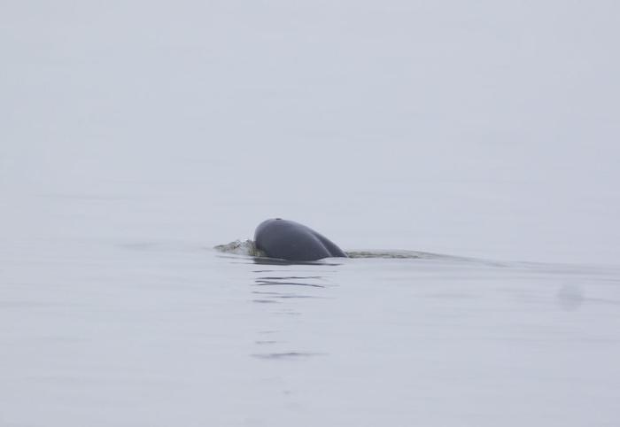   2023年11月15日，在江西湖口县境内鄱阳湖水域拍摄的江豚。新华社发（李学华摄）