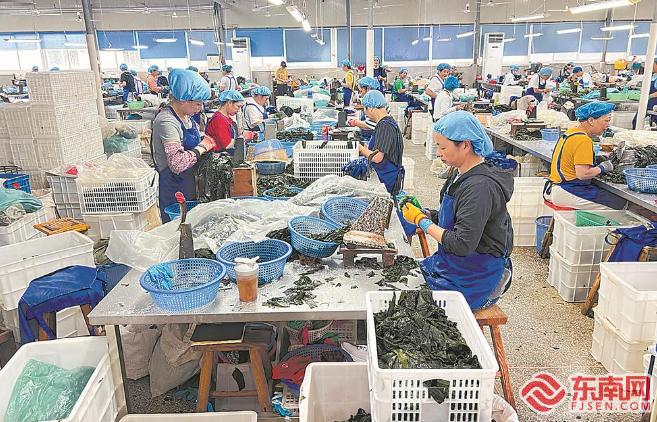 近日，在福建溢源海洋食品有限公司，工人在车间制作海带结。