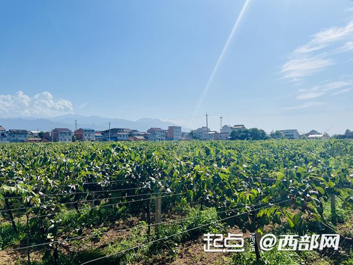 陕西省石头河水库灌区万亩节水猕猴桃产业园。