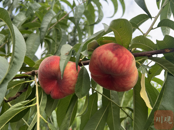省农科院园艺研究所选育的蟠桃新品种。阚莹莹 摄