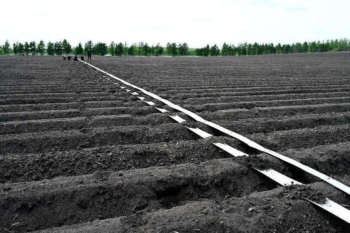 克山农场马铃薯地块在春耕前铺设滴灌管（央广网见习记者李雪 摄）