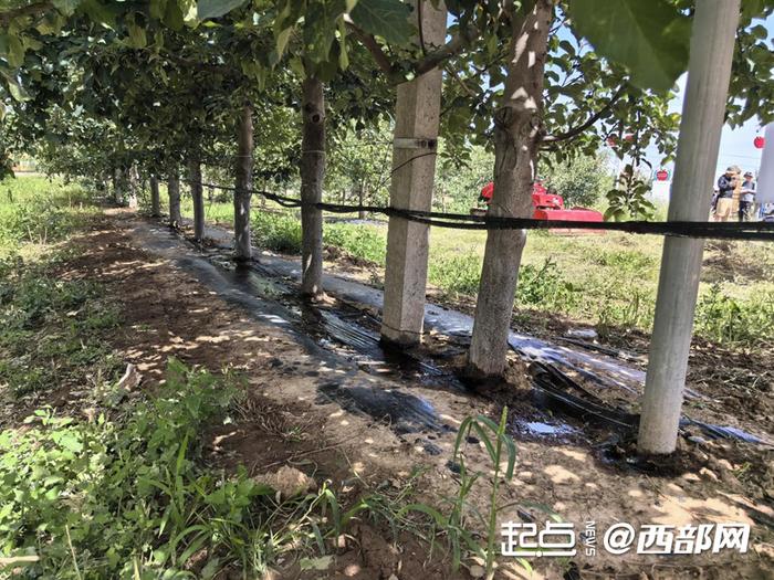 新型滴灌覆盖了洛川全县一半的苹果园。