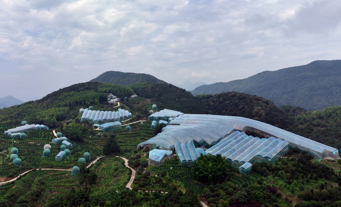 漫山遍野的大棚杨梅种植基地。章鸣宇 摄