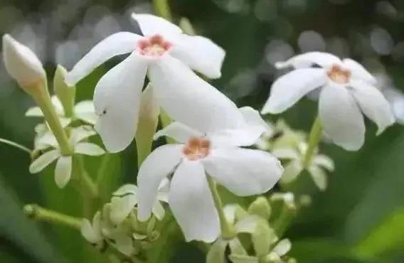 图源：华南植物园