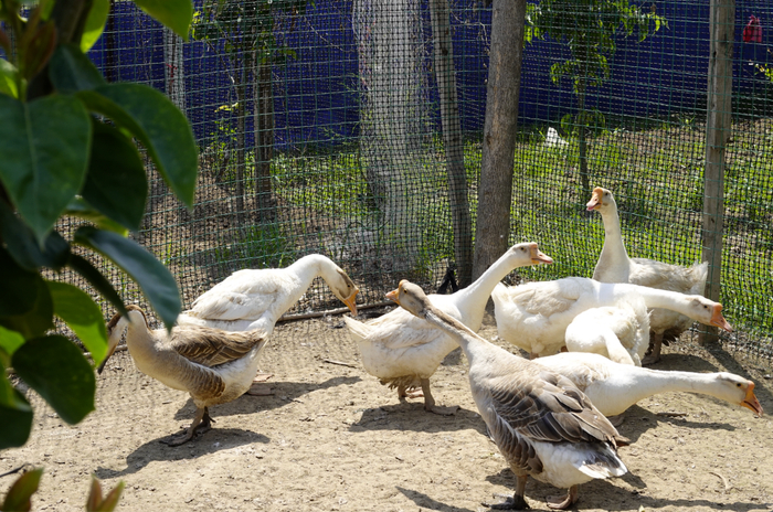 周爱华果园里养的狮头鹅/图源：盐财经记者 摄