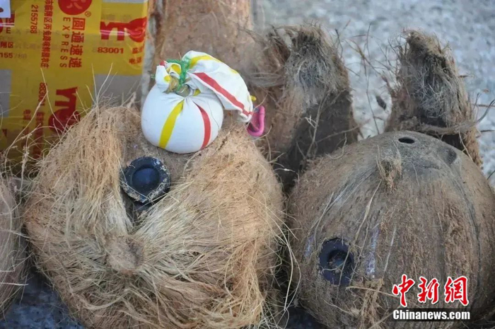 图为椰子藏毒。清水河出入境边防检查站 供图