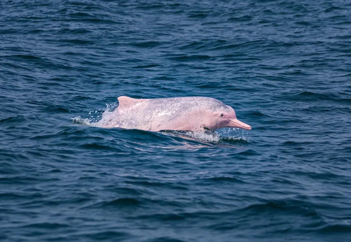 湛江雷州湾，一头中华白海豚跃出水面。受访者供图