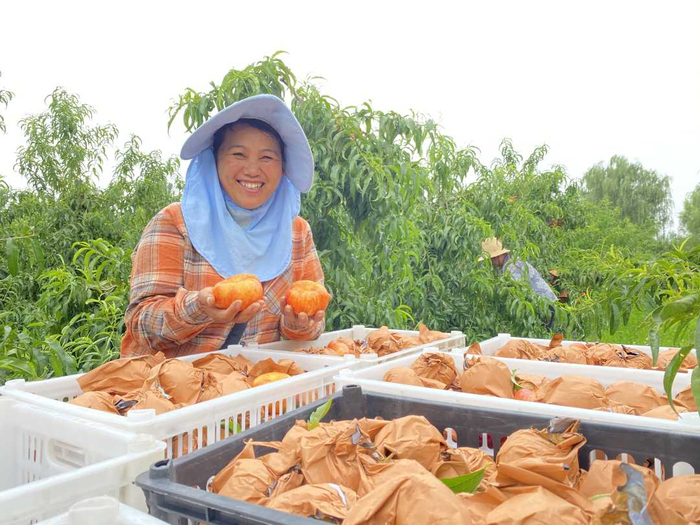 果农展示新鲜收获的油蟠桃。张旭  摄