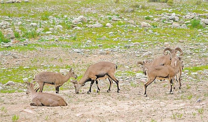 贺兰山岩羊种群数量大幅提升。
