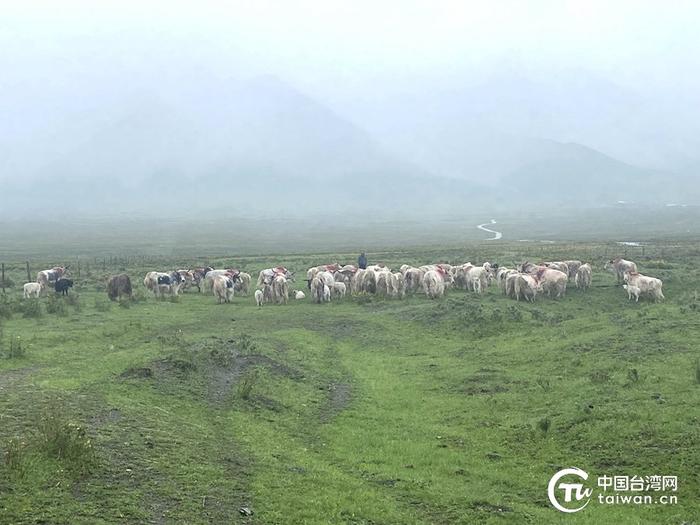 抓喜秀龙草原上，白牦牛悠闲漫步。（中国台湾网记者 李宁 摄）
