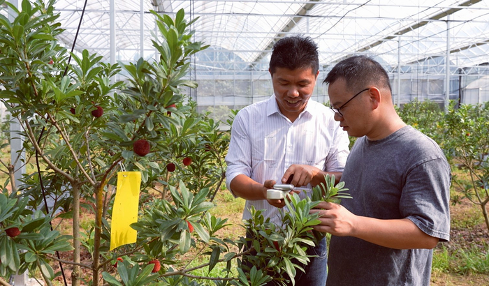 农技人员指导大棚杨梅种植。章鸣宇 摄