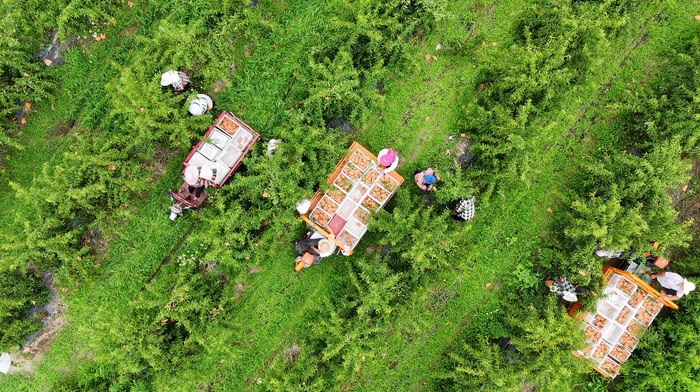 果农在果园采摘油蟠桃。张旭  摄