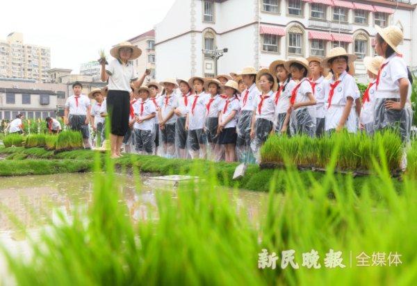图说：市中心的小学校里多出了一片“稻”梦天地 新民晚报记者 陶磊 摄（下同）