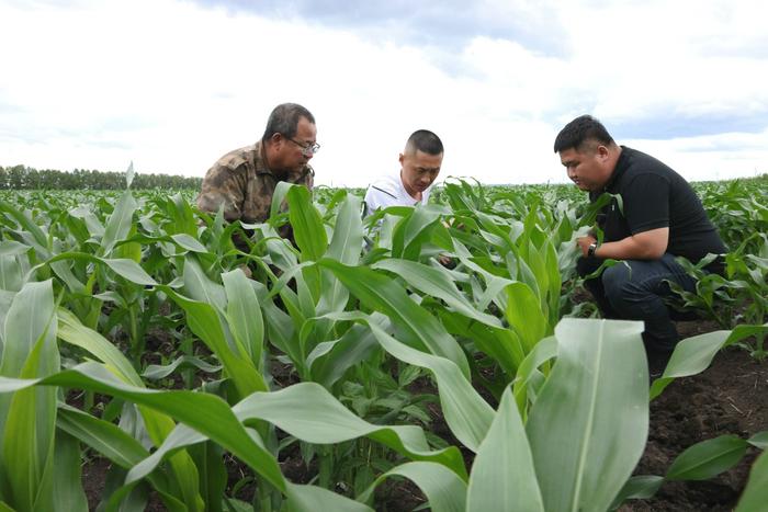农业技术人员深入田间地头，依据玉米叶龄等情况准确判断。