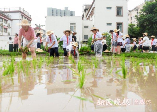 图说：小学生的“稻”梦天地很快有模有样