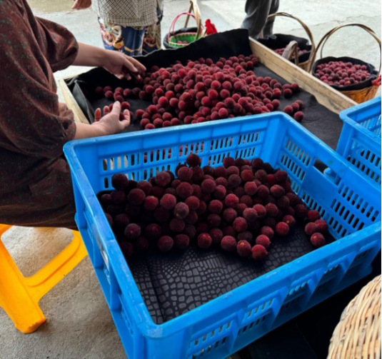 　　早晨6点开始，王旭伟家门口就有很多农户带杨梅来交易。刘浩 | 摄