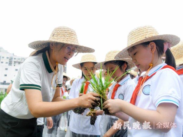 图说：孩子们很快掌握了插秧技巧