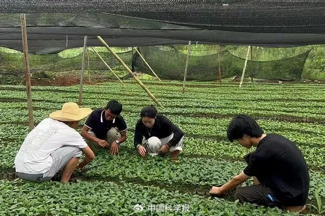 师生给移入营养袋的咖啡苗除草。热作学院供图