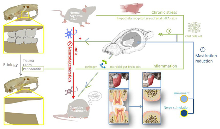 图注：缺牙导致认知能力受损的可能途径