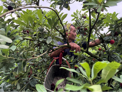 　　早晨五点，正在山上采摘杨梅的工人。刘浩 | 摄