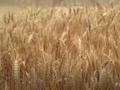 芝加哥小麦周度反弹，但仍创两年来最大月度跌幅