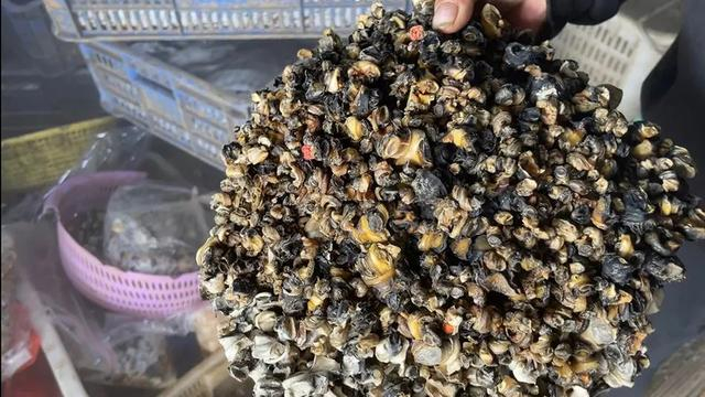 汉寿县和平桥附近，“螺”贩子展示的福寿螺冻肉。 本文图片除特殊标注外，均由澎湃新闻记者夏如初摄