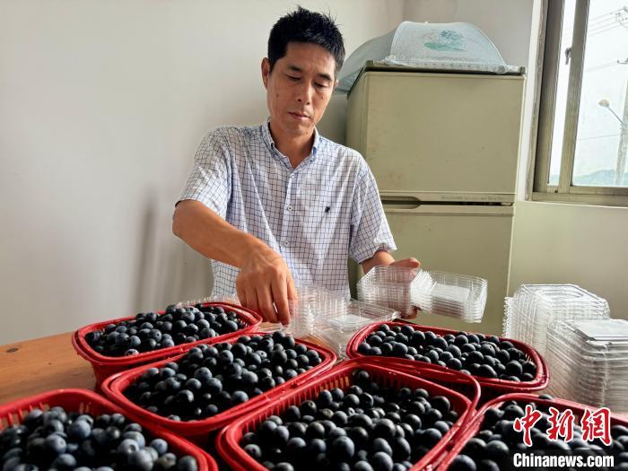 周畅江将新鲜采摘的蓝莓装盒。项菁 摄