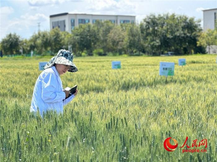 在九圣禾试验田里，身穿白大褂的科研人员查看小麦长势。人民网记者 李美玉摄