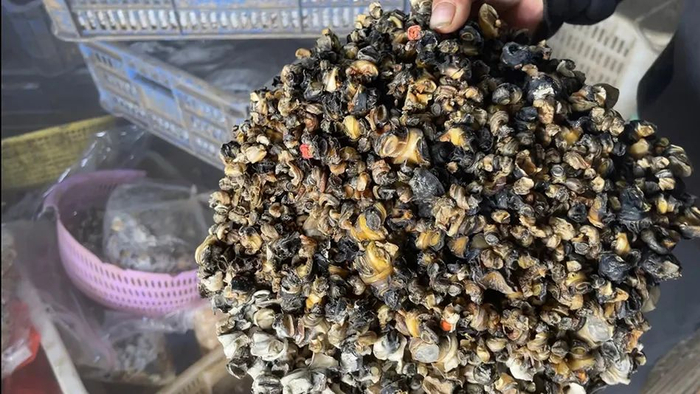 汉寿县和平桥附近，“螺”贩子展示的福寿螺冻肉。 本文图片除特殊标注外，均由澎湃新闻记者夏如初摄