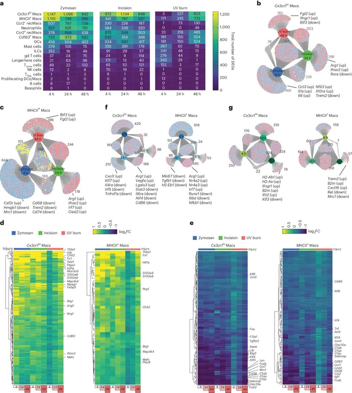 机体神经免疫相互作用或能帮助解释炎性疼痛的发病机制 有望帮助开发新型个体化疗法