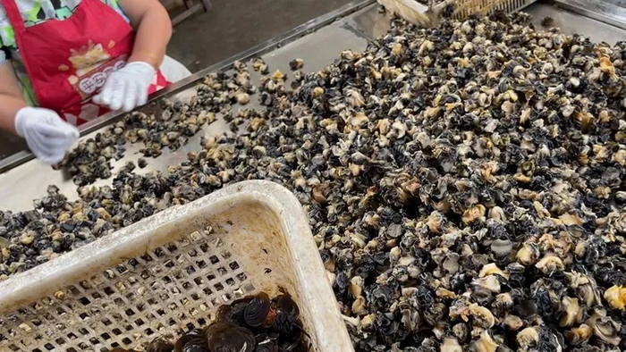 岩汪湖镇黄芦山村里的福寿螺加工厂，女工快速筛选桌上成堆的福寿螺肉。图源：澎湃新闻