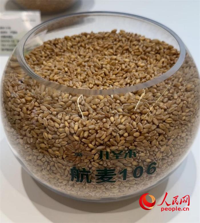 九圣禾研发的航麦106小麦种子。人民网记者 吴思萱摄
