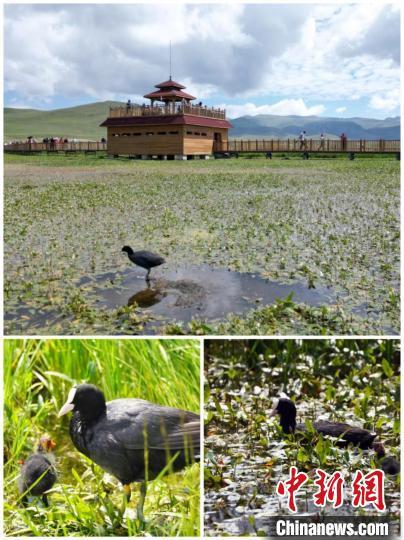 6月26日，中新社记者在甘南碌曲尕海湿地拍摄的鸟儿拼图。九美旦增 摄