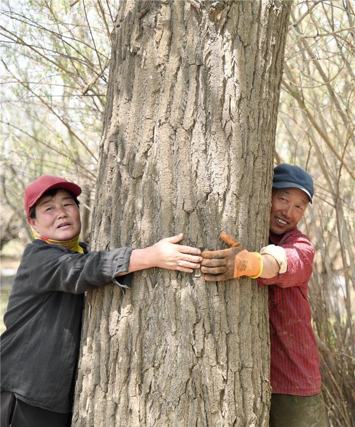 这棵68岁的老树，两个人都抱不过来。