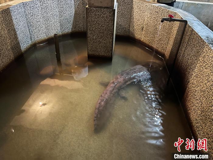 6月28日，在靖安县娃娃鱼研究所内，一条身长1.6米的大鲵正在缓缓移动。李韵涵 摄