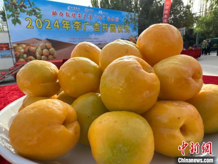 6月26日，敦煌市月牙泉镇举办2024年李广杏开园仪式。　戴文昌 摄