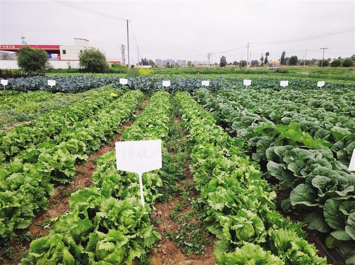     永登庄浪河流域高标准高原夏菜基地