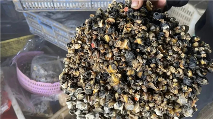 △“螺”贩子展示的福寿螺冻肉