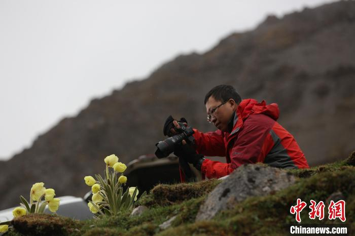 2019年6月18日，范毅在云南省迪庆州白马雪山拍摄植物。受访者 供图