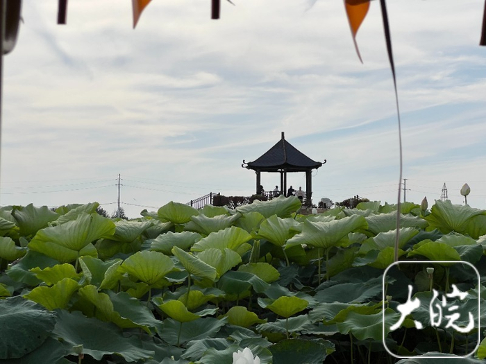 濉溪县百善镇荷塘景区