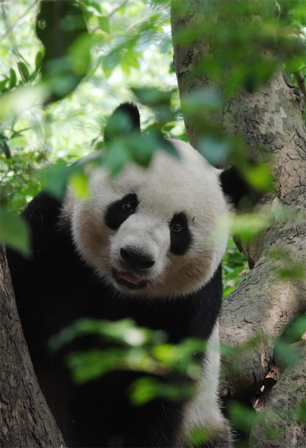 野生大熊猫 李贫 摄