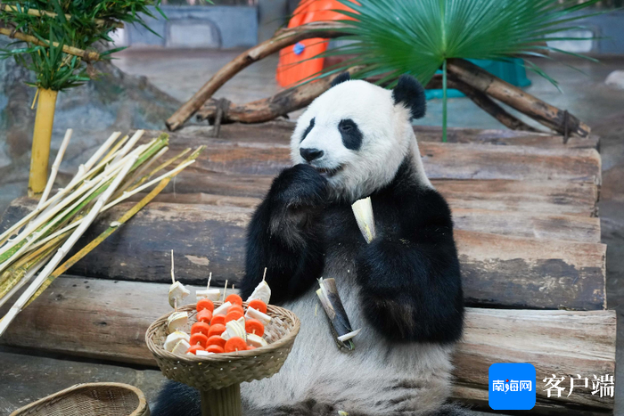 海南热带野生动植物园大熊猫。海南热带野生动植物园供图