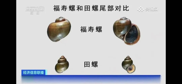 福寿螺与田螺对比图。图源：央视网