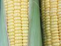 美国玉米种植面积高于预期，芝加哥玉米价格下跌