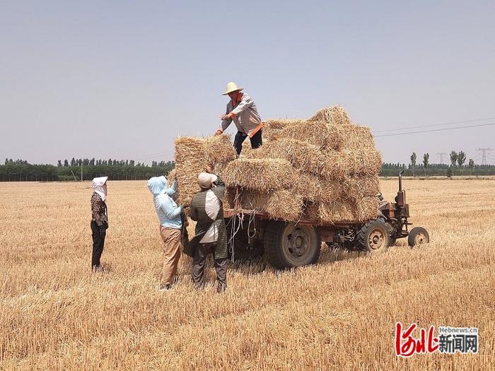 6月13日，邢台万晟秋实农业科技有限公司工人将打好捆的小麦秸秆进行装车。 河北日报记者 王营摄