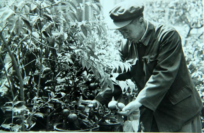 80年代，杨善洲管护嫁接的果木